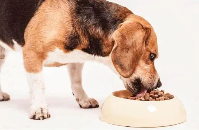 dog food machine dog food machine